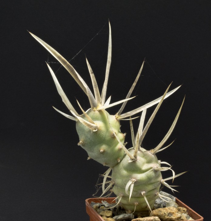 T.articulatus v.papyracanthus, super trny, JMT 242, Pie del Palo, San Juan, Arg.595m