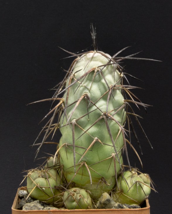 T.geometricus, long spiny form (5-6cm), JN 1453, Guanchin, Catamarca, Arg.1994m