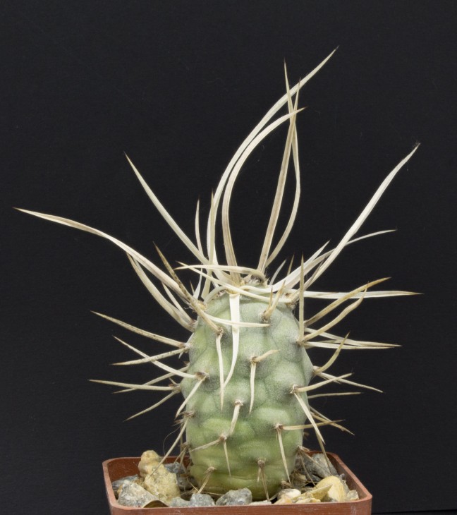 T.flexibilispinus f.lucidus, KAB 53A-1, Andaluca alt. 975 m, p. La Rioja