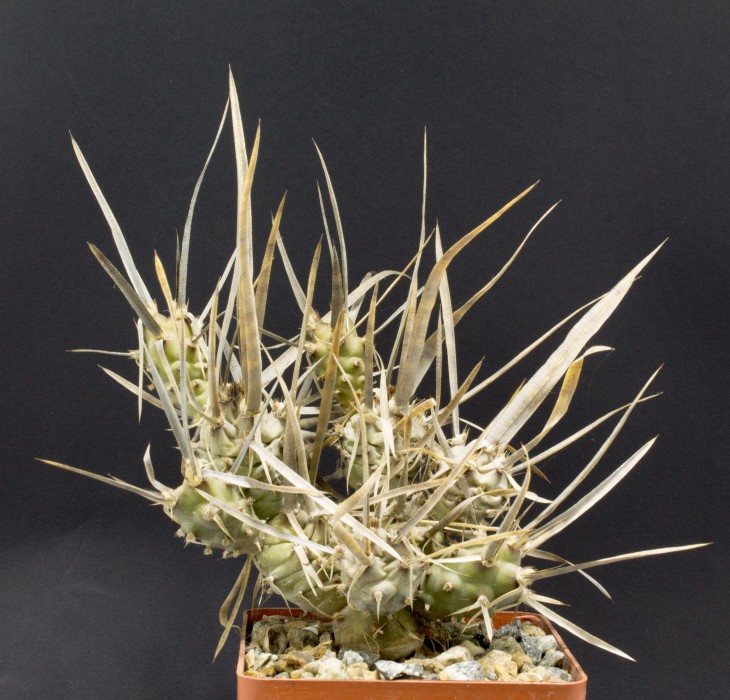 T.papyracanthus, KP681, Salinas Grande-Quillino Cond. 195m