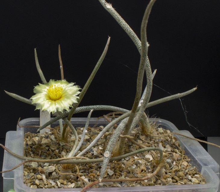 A.caput medusae_PP 1569, Los Herreras, NL
