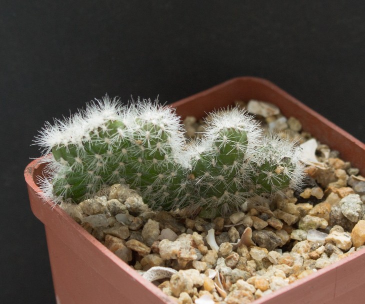 SELENICEREUS grandiflorus