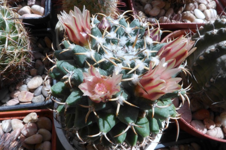 Mam matudae v.serpentiformis 1_1.jpg