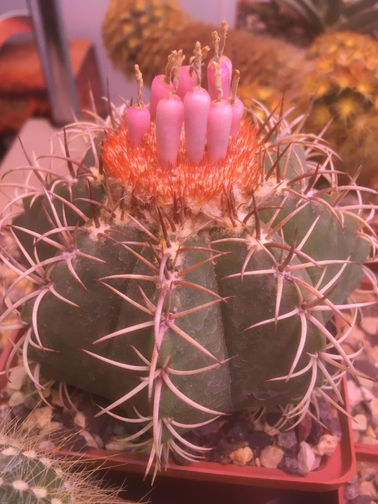 Маточное растение Melocactus matanzanus
