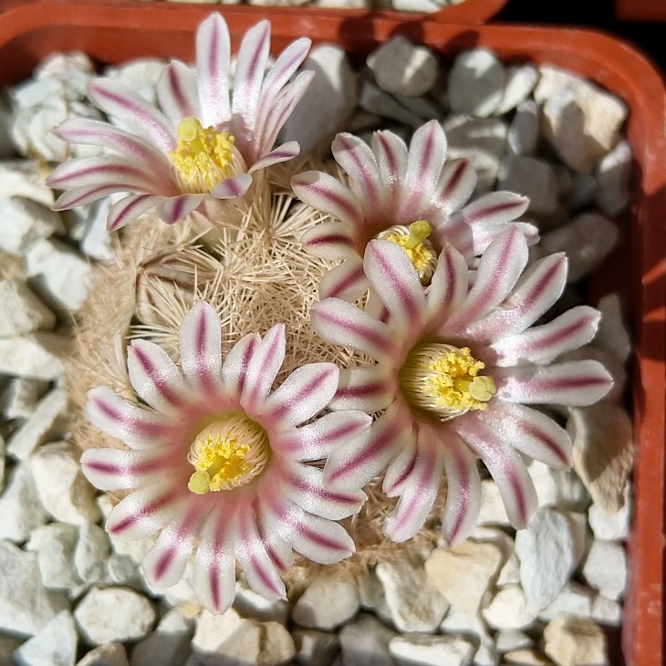 Mammillaria lasiacantha SB414