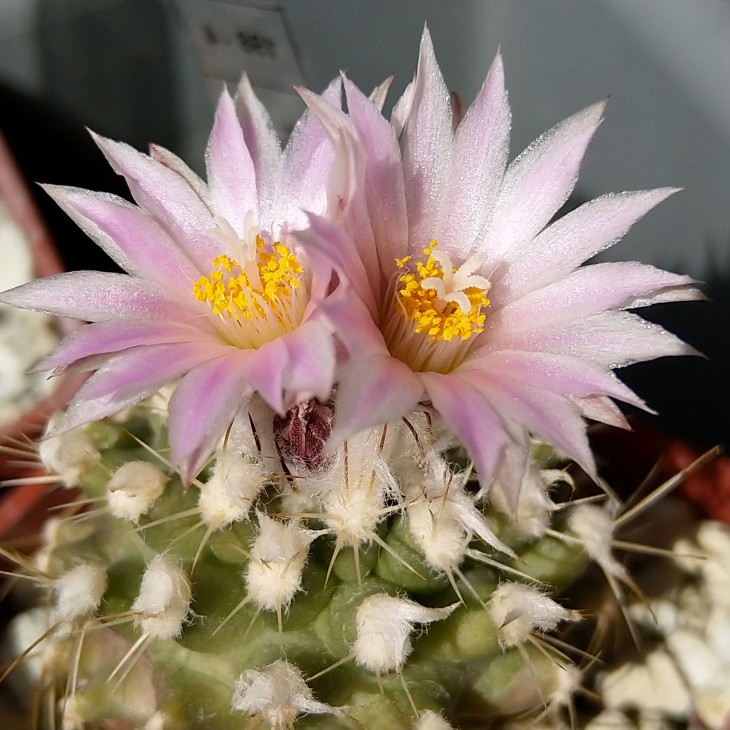 Turbinicarpus laui MZ720