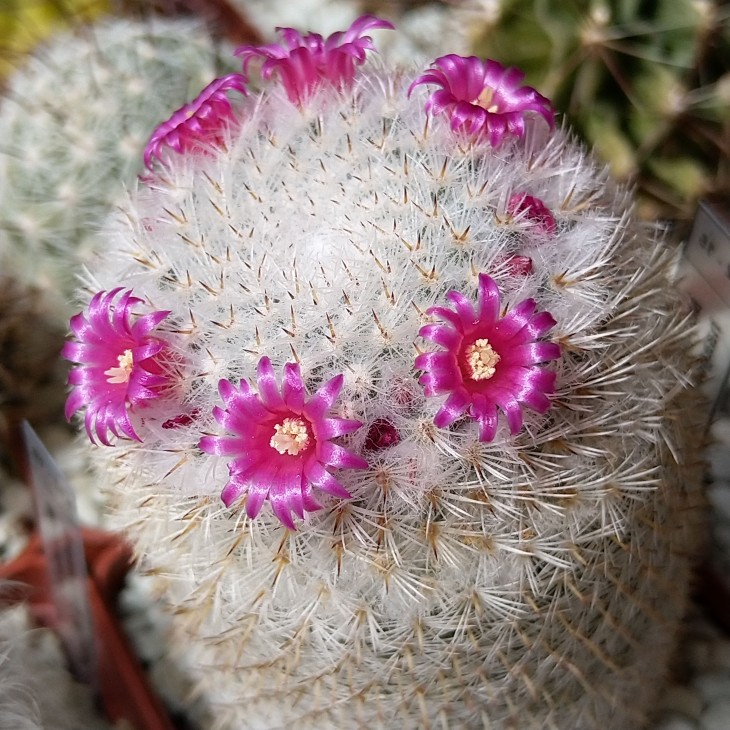 Mammillaria haageana
