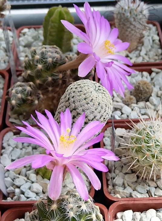 Mammillaria roczekii