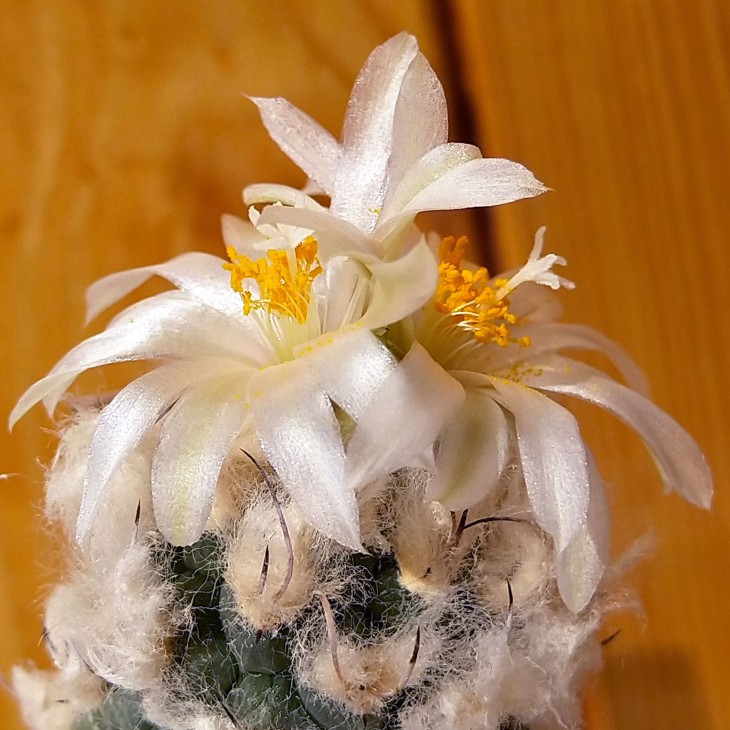 Turbinicarpus lophophoroides MZ 501
