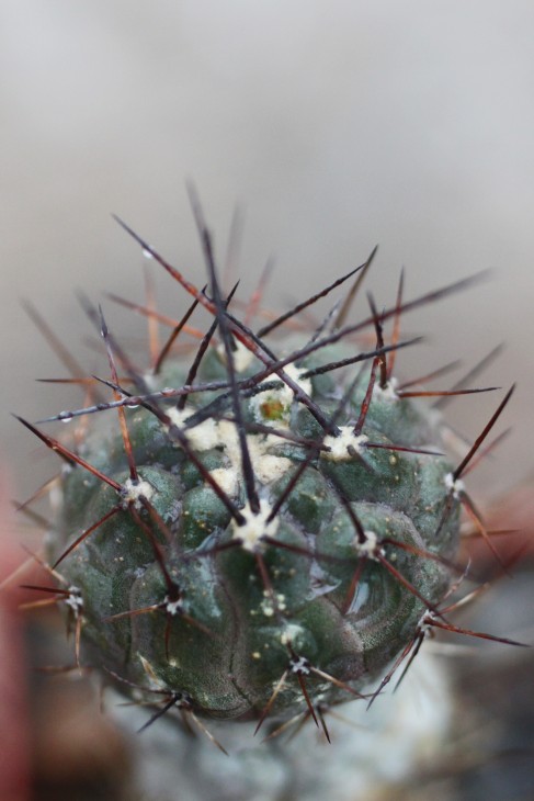 Weingartia kargliana