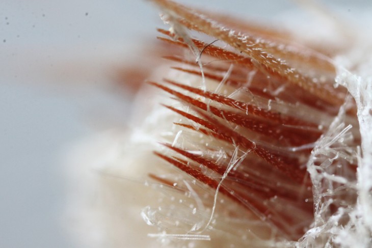 Глохідії на Tephrocactus articulatus (Koehres)