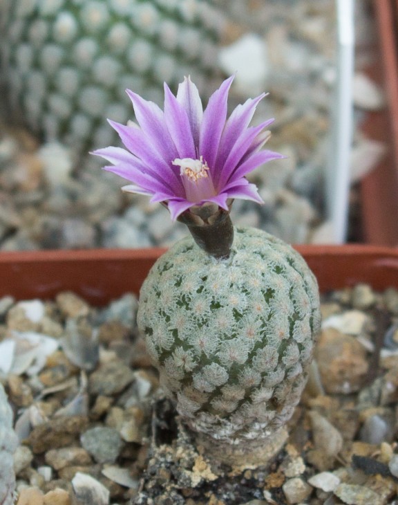 T.valdezianus Saltillo, flower rose-red