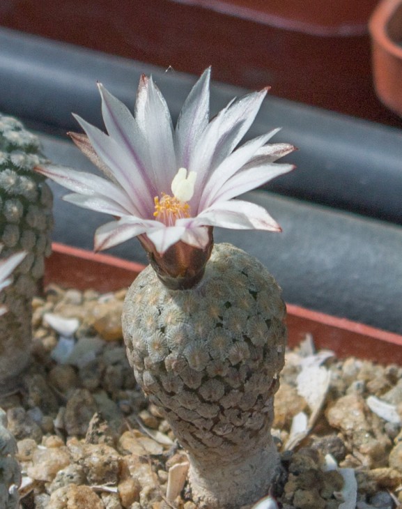 T.valdezianus GM 1041, Cuatro Milpas, SLP