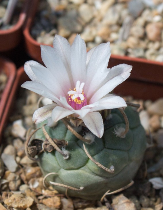 T.schwarzii GM210, Charco Blanco, SLP