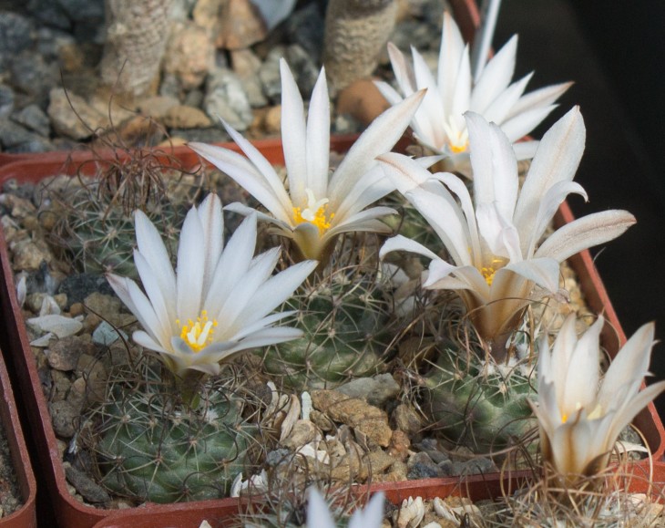 T.graminispinus PP1598 (GM 1251), Mier y Noriega, NL