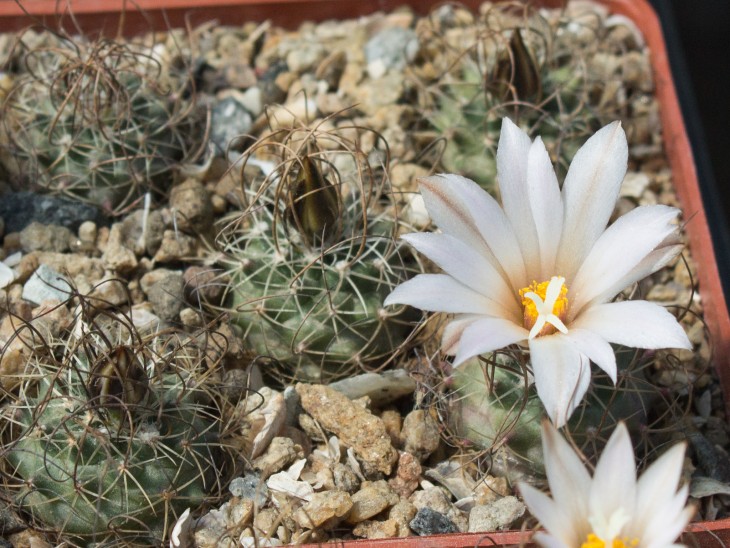 T.graminispinus PP1598 (GM 1251), Mier y Noriega, NL