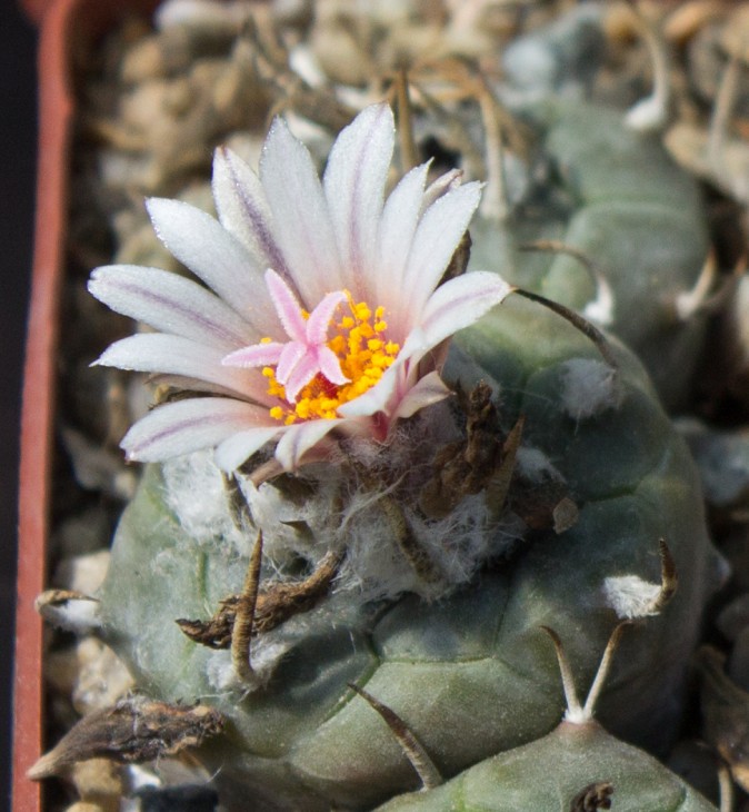 T.macrochele ssp.polaskii TCG 19001, Restaurant La Bonita, SLP