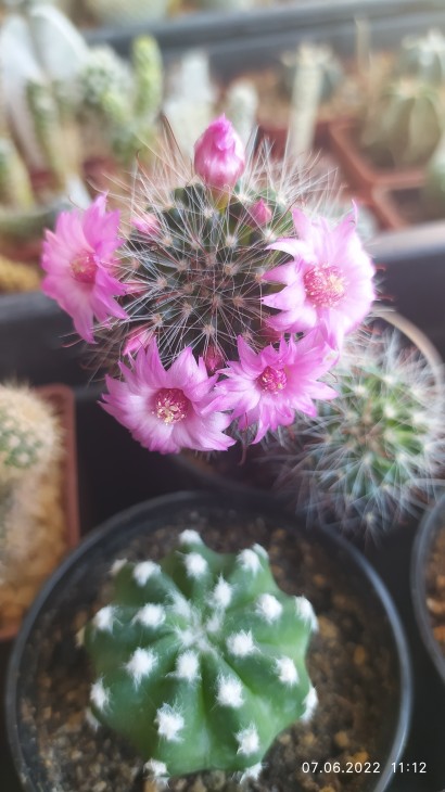 Mammillaria zeilmanniana
