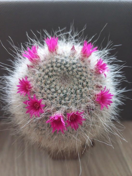 M. hahniana