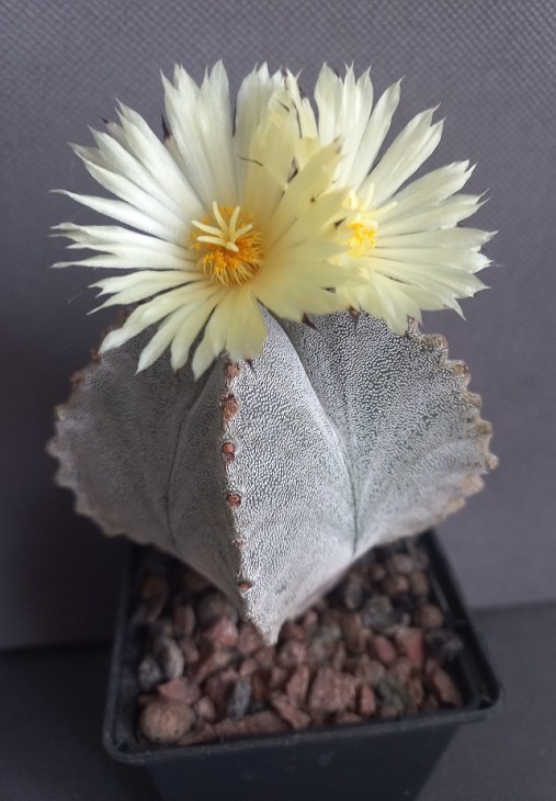 A. myriostigma v.potosinum
