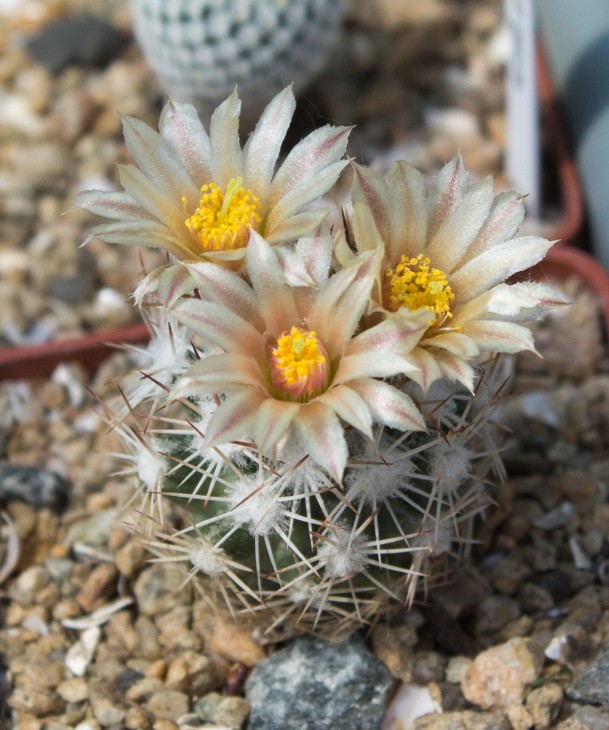 Escobaria robbinsorum SB464 Cochise Co, Az