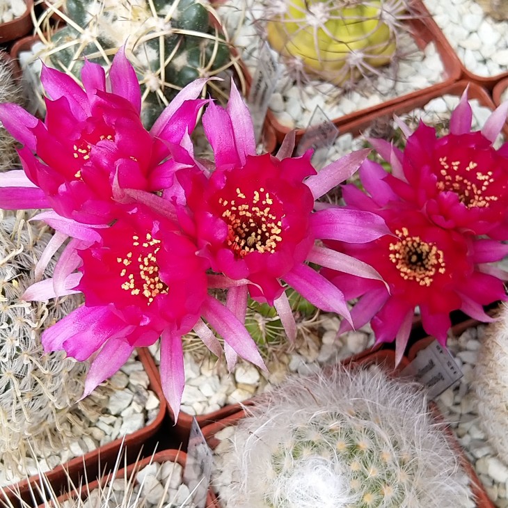 Lobivia tiegeliana v. pusilla