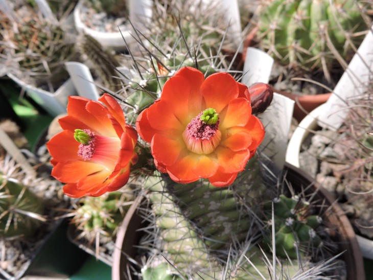 Echinocereus coccineus aff