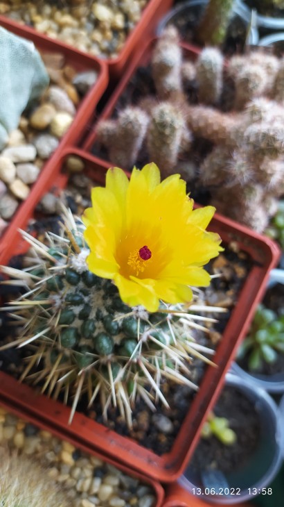 Notocactus submammulosus.
