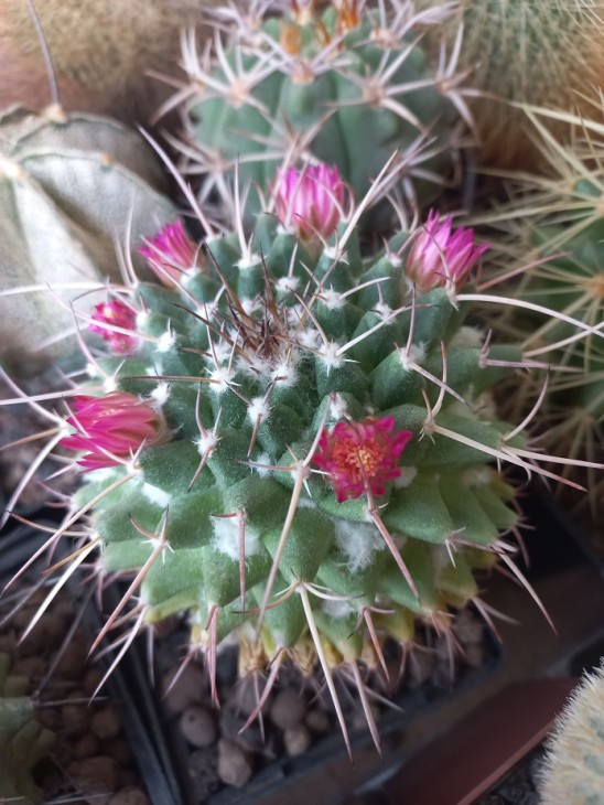 M tolimensis v. longispina