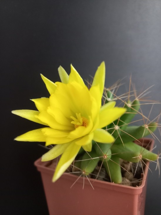 D. longimamma