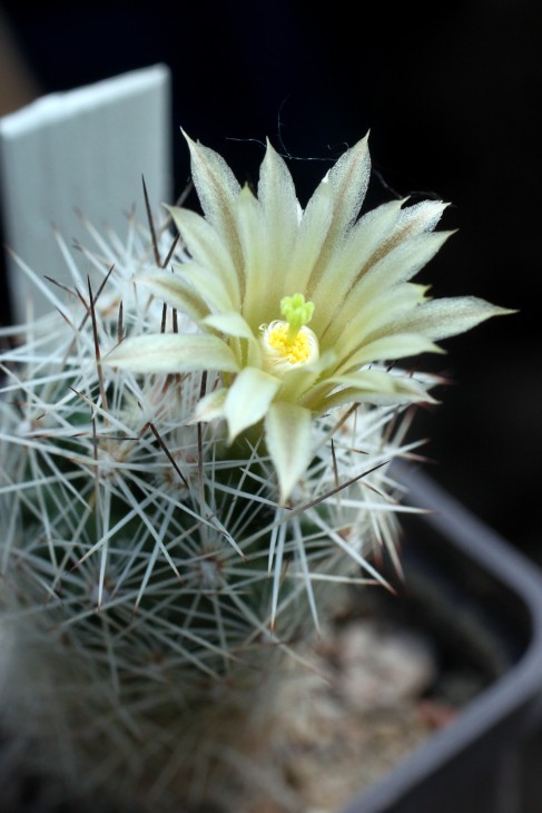 Escobaria zilziana