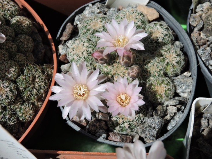 Gymnocalycium bruchii