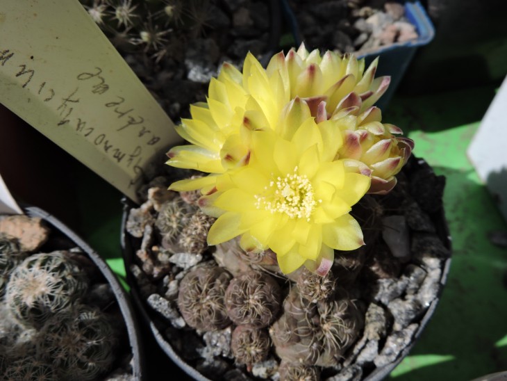 Gymnocalycium andrea