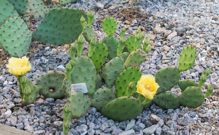Opuntia humifusa_растение от Олега Балановского.jpg