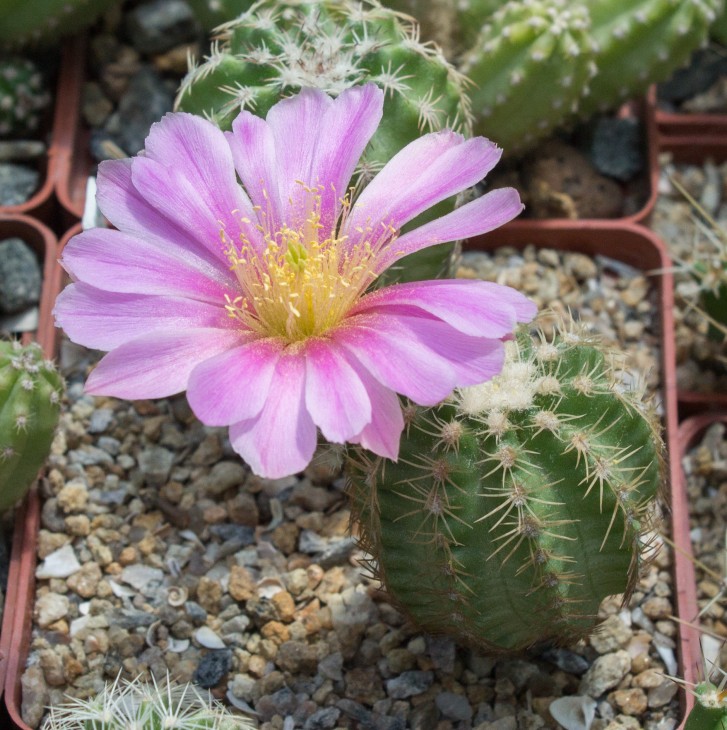 39.3_E.pamanesiorum v.bonatzii_foto_1.jpg