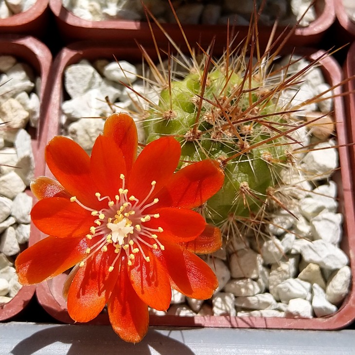 Rebutia spegazziniana