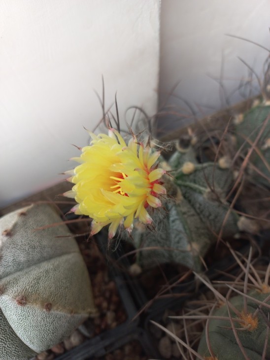 A. capricorne v. major