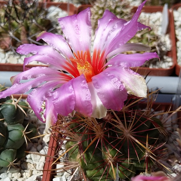 Thelocactus bicolor v. commodus