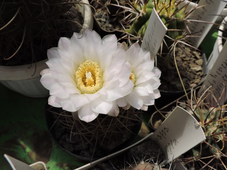 Gymnocalycium multiflorum aff