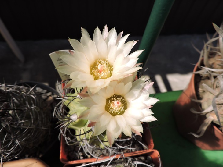 Neochilenia taltalensis