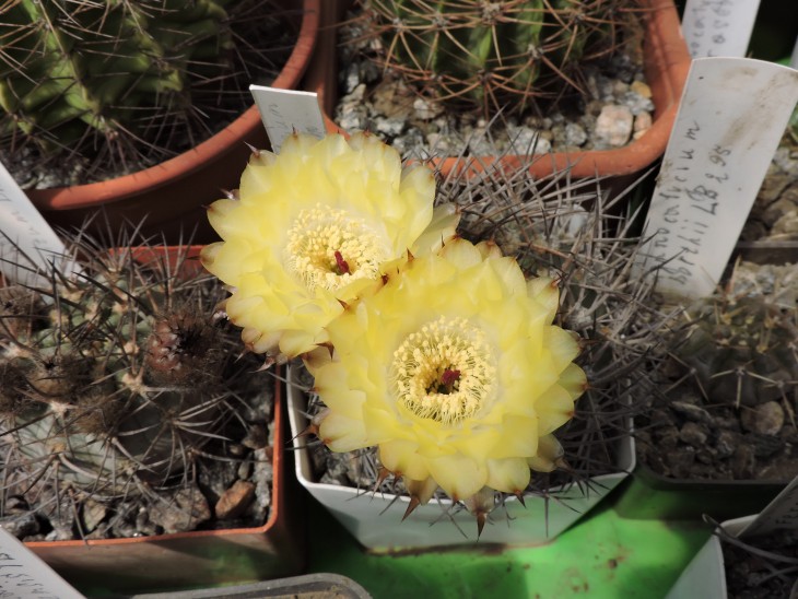 Acanthocalycium thionanthum