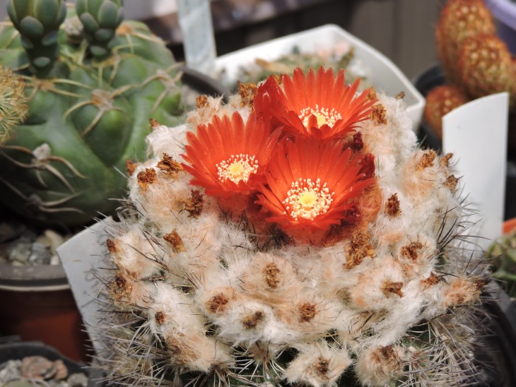 Parodia uligiana