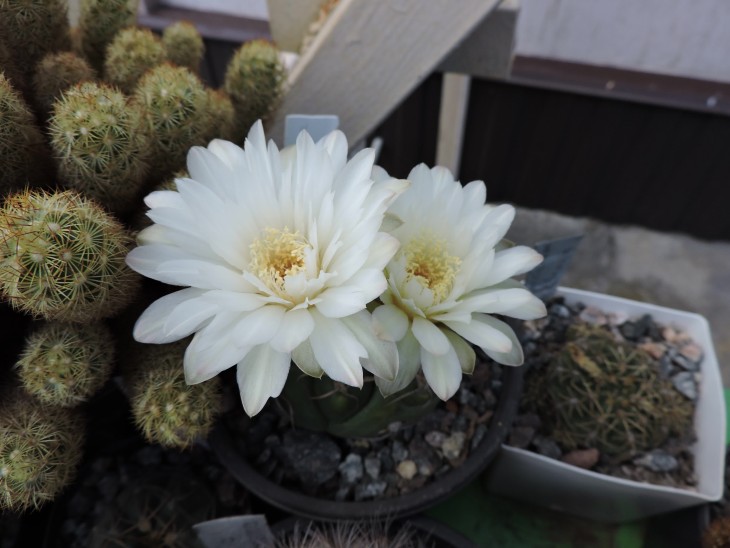 Gymnocalycium denudatum