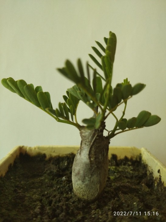 Senna (Cassia ) meridionalis