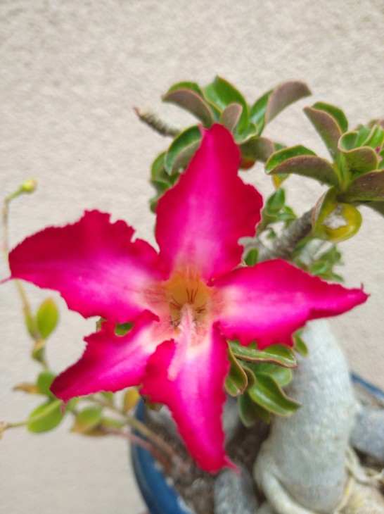 Adenium cv. Mini
