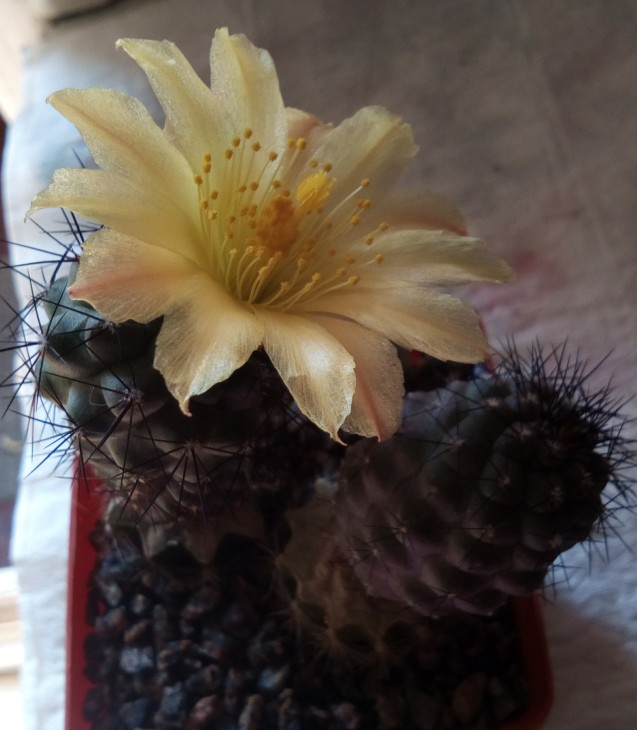 humilis ssp. humilis JN724, Paposo, Antofagasta (семена Новак)