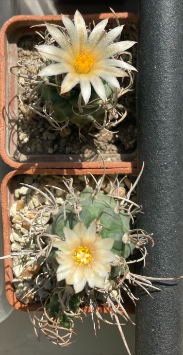 Tur. sp Huizache.jpg