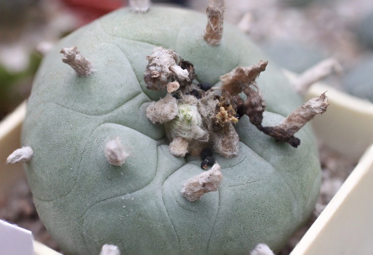 Lophophora diffusa