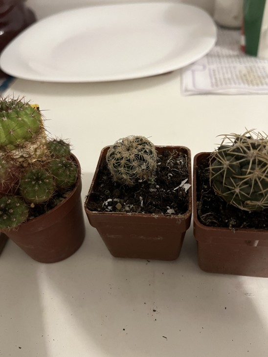 Gymnocalycium bruchii