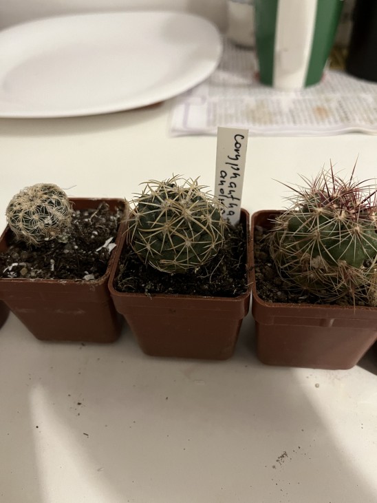 Coryphantha andrea